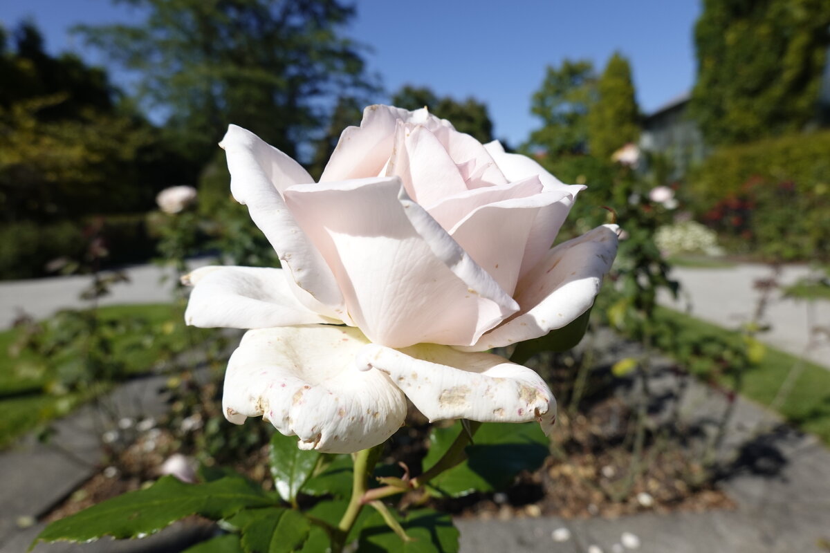 Осенние... - Галина 