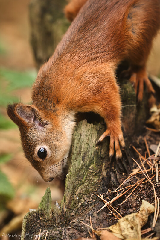 Белка в Парке Победы - Александр Морозов