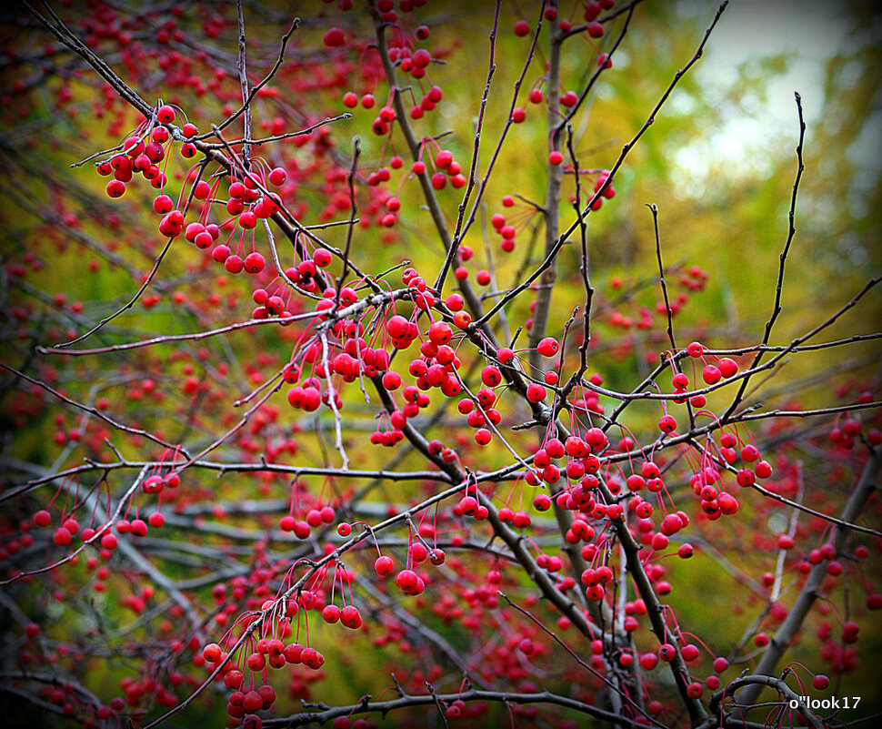 у природы свои законы - Олег Лукьянов у природы свои законы - Олег Лукьянов