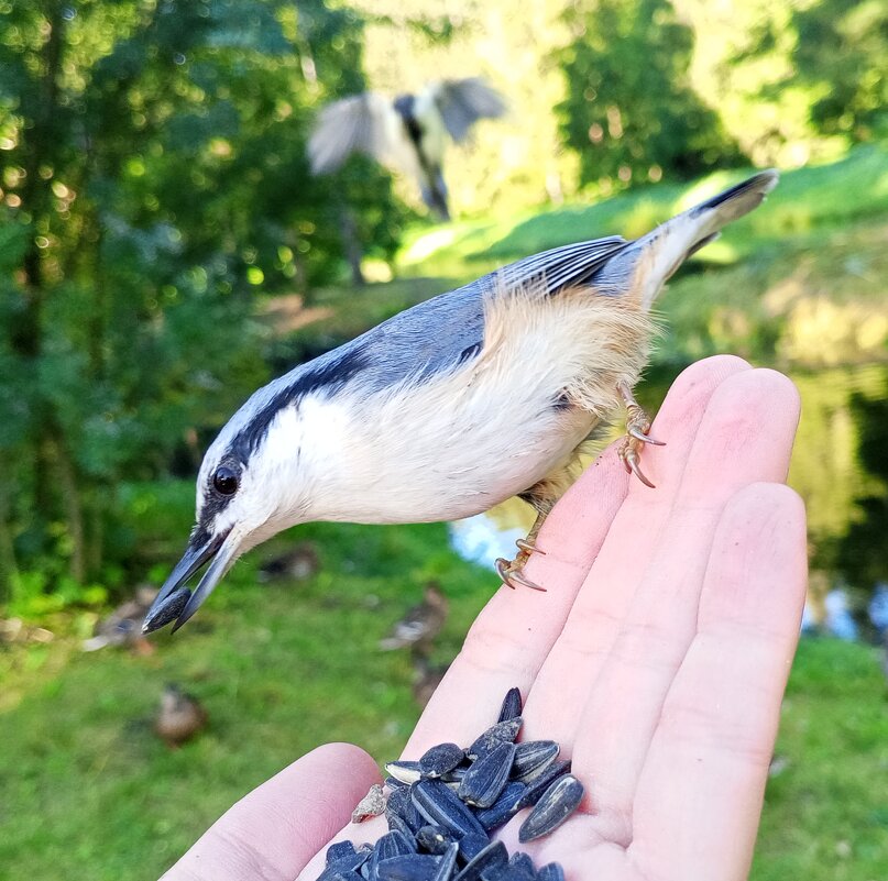 Поползень - Сапсан 