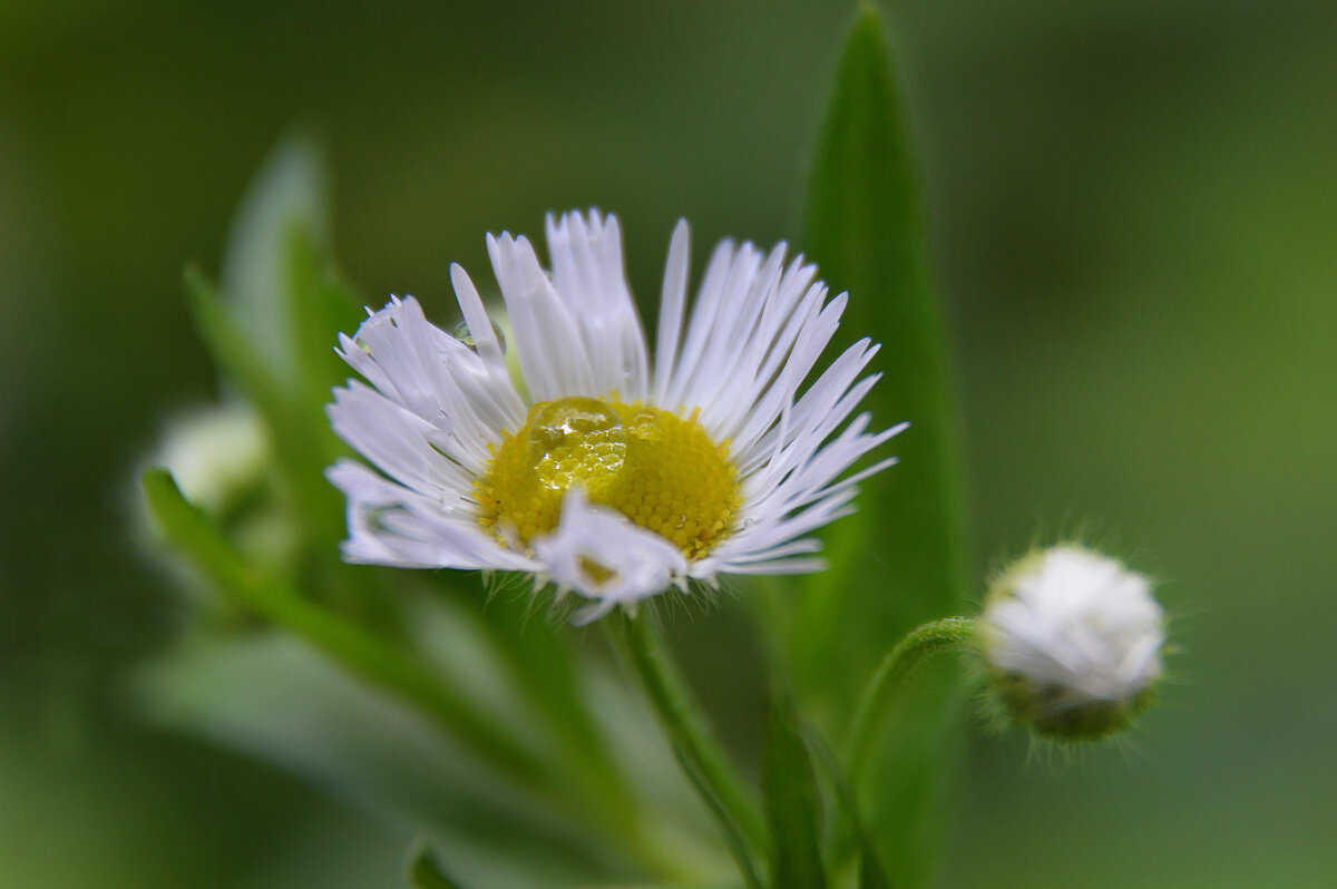 Мелколепестник после дождя... - Надежда Куркина 