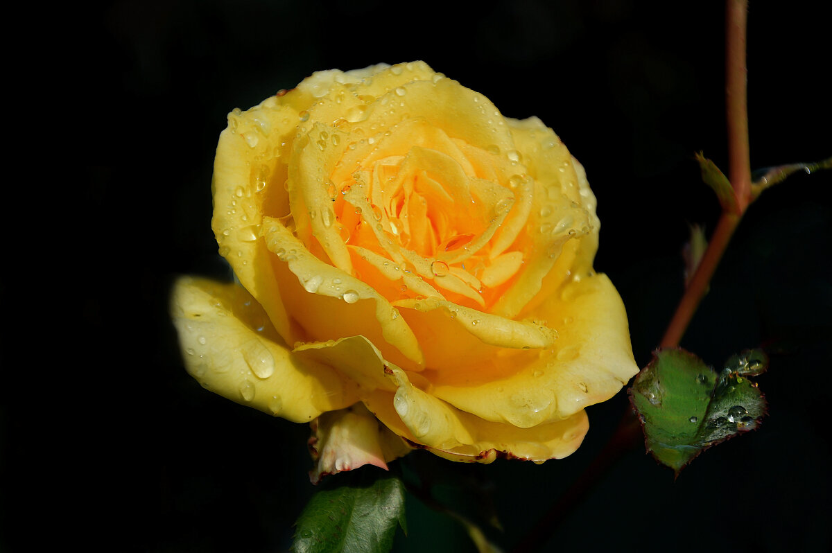 *** - Надежда Куркина 