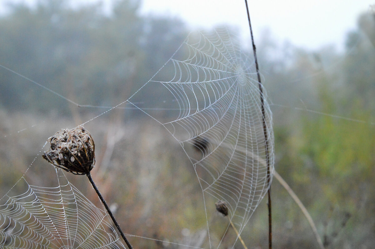 Бабье лето промчалось на всех парусах.... - Надежда Куркина 
