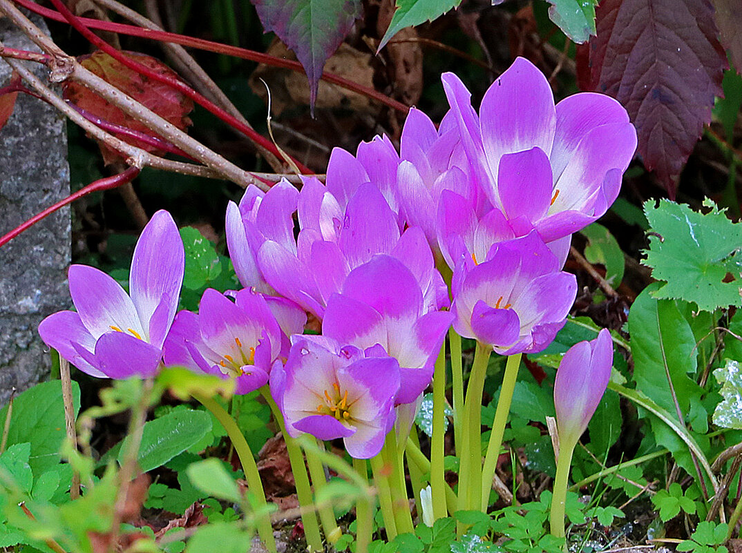 Осенние крокусы (безвременник) - Светлана 