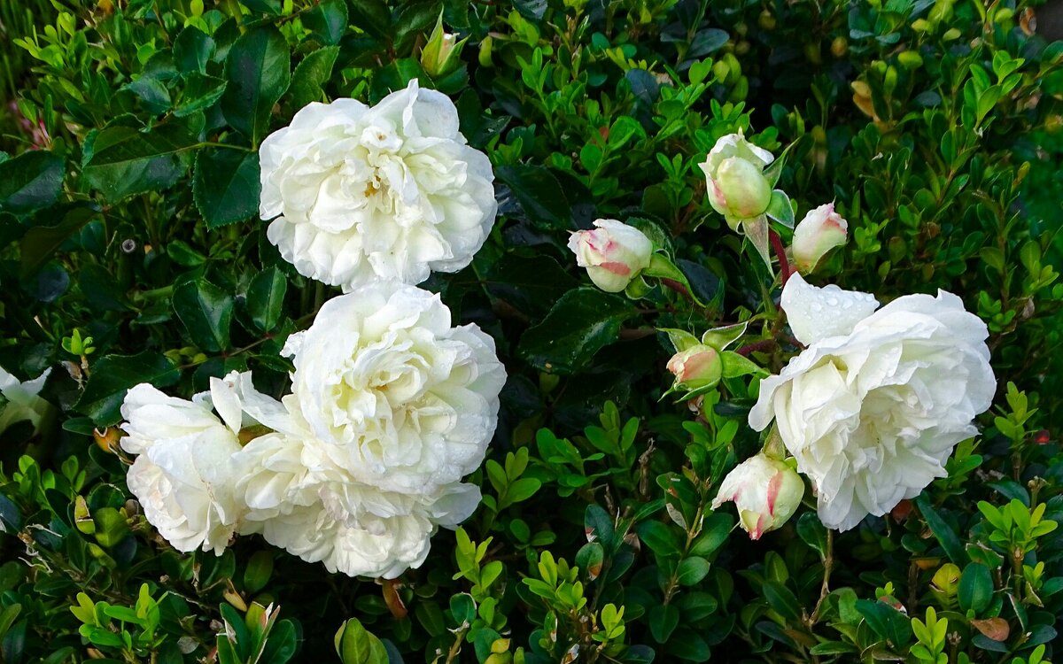 Белые розы в сентябре! - Милешкин Владимир Алексеевич 