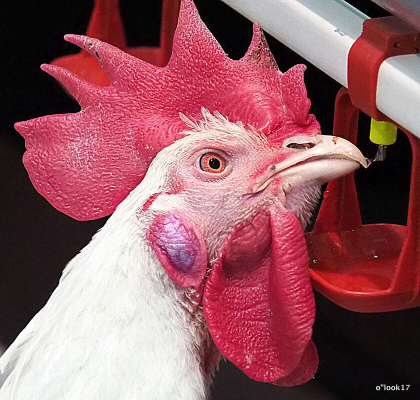 петух ученый - Олег Лукьянов