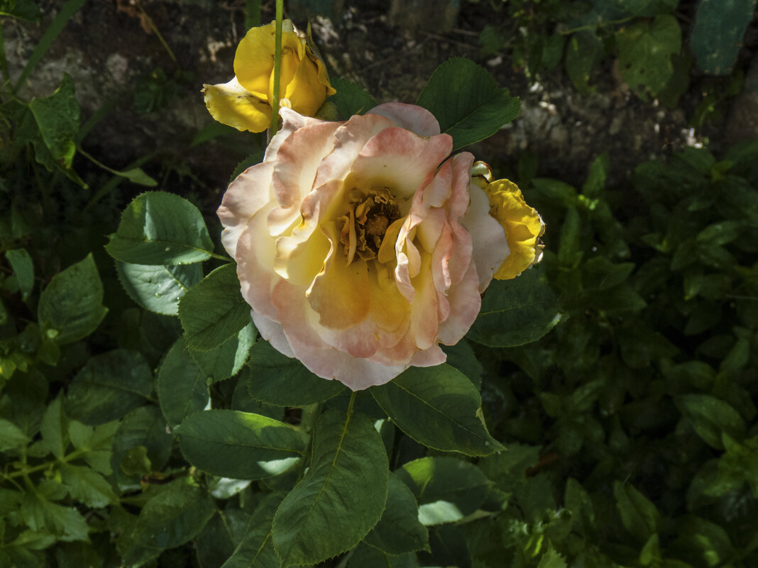 Глория Дэй - Валентин Семчишин