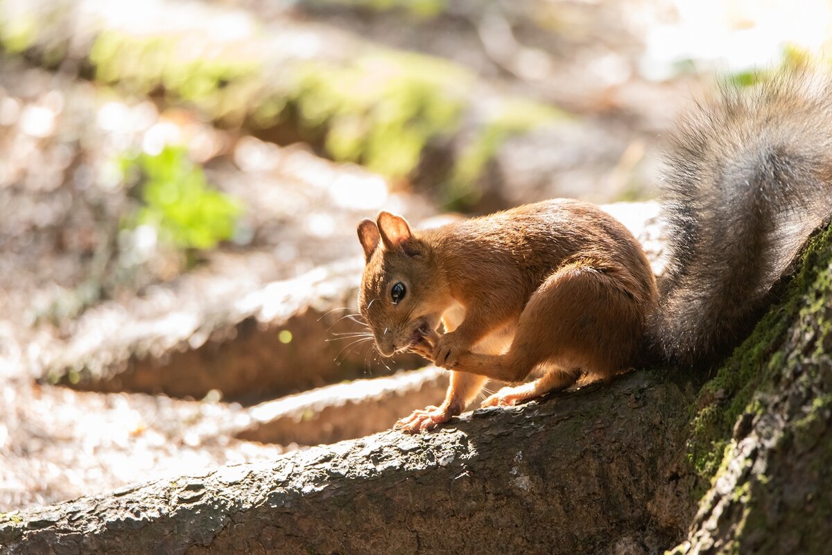 Белочка. - Виктор Евстратов