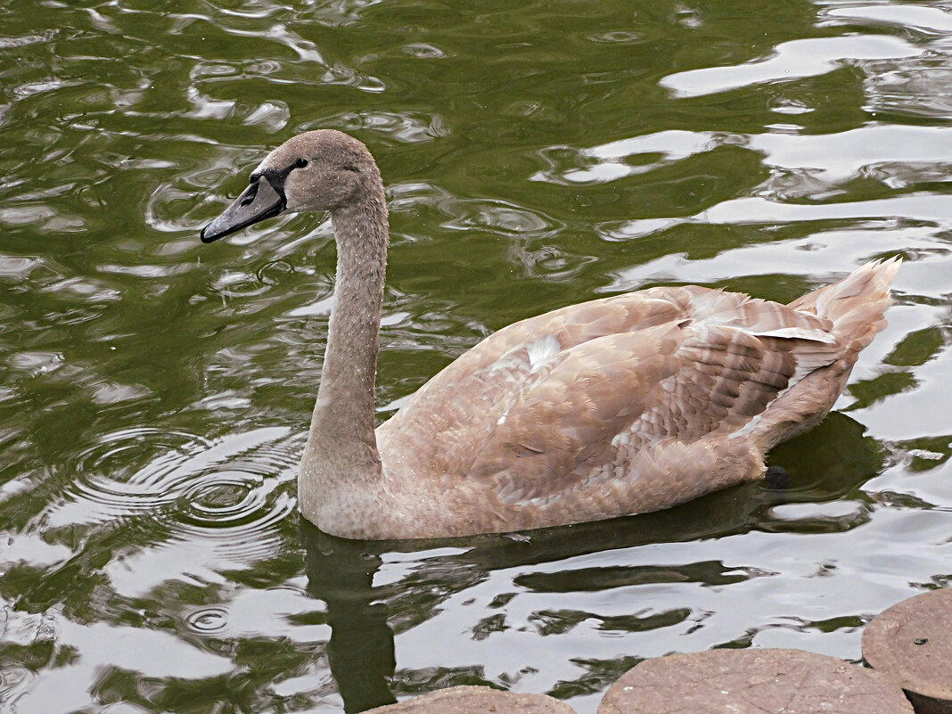 Молодой лебедь - Лина 