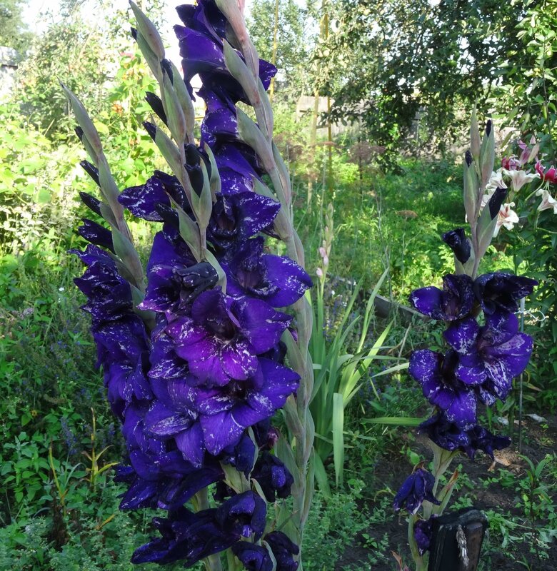 Гладиолус - PRP 