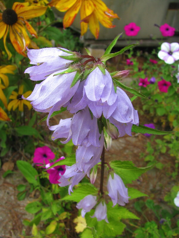 Нежная красота - Людмила Смородинская