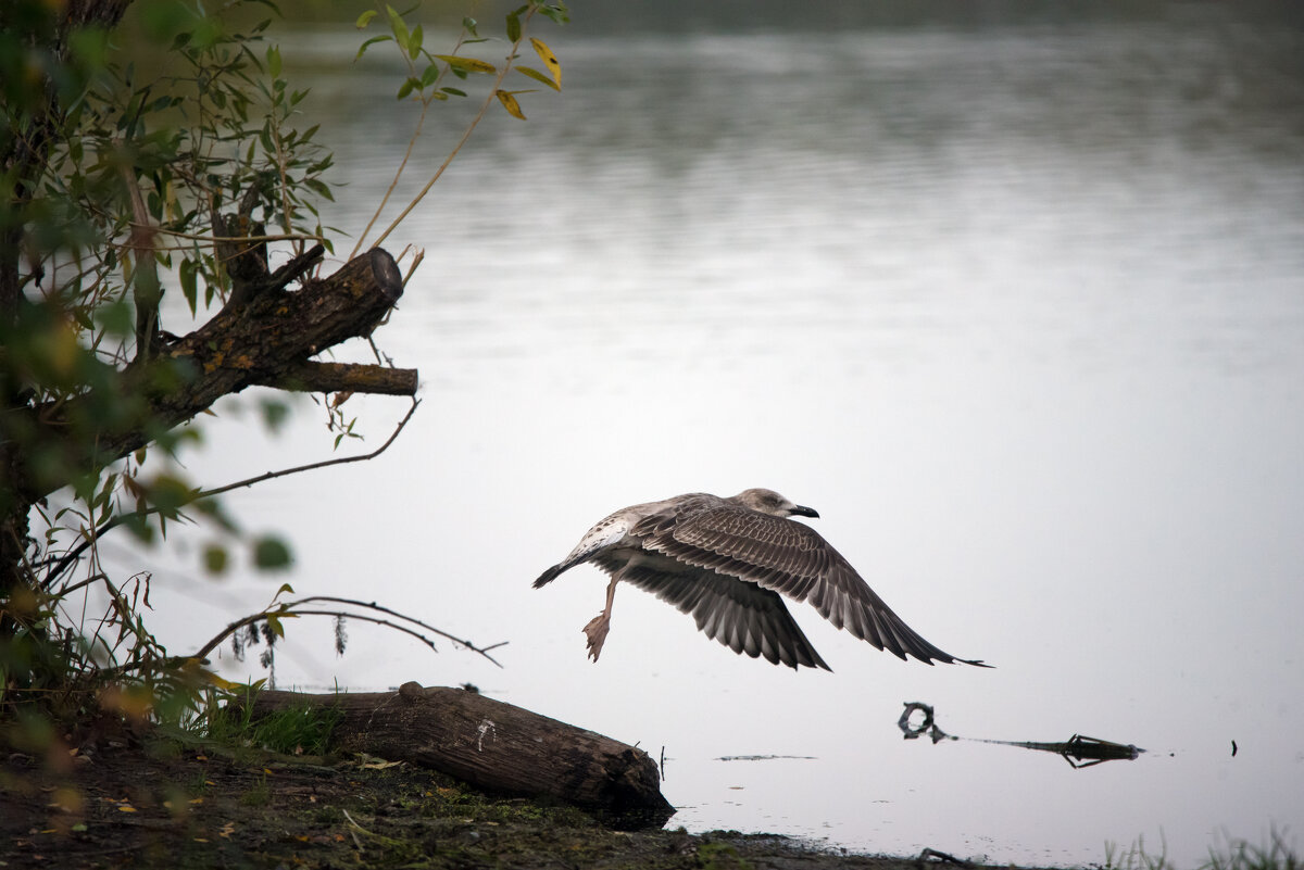 Чайка. - Владимир Безбородов