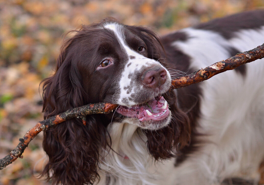 Про диагонали в зубах и в кадре - Ирина С