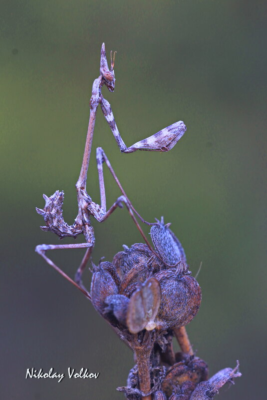 Эмпуза - Николай Волков