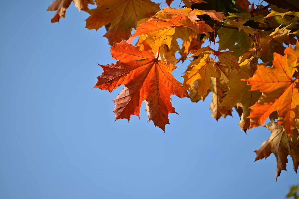 *** - Владислав Левашов