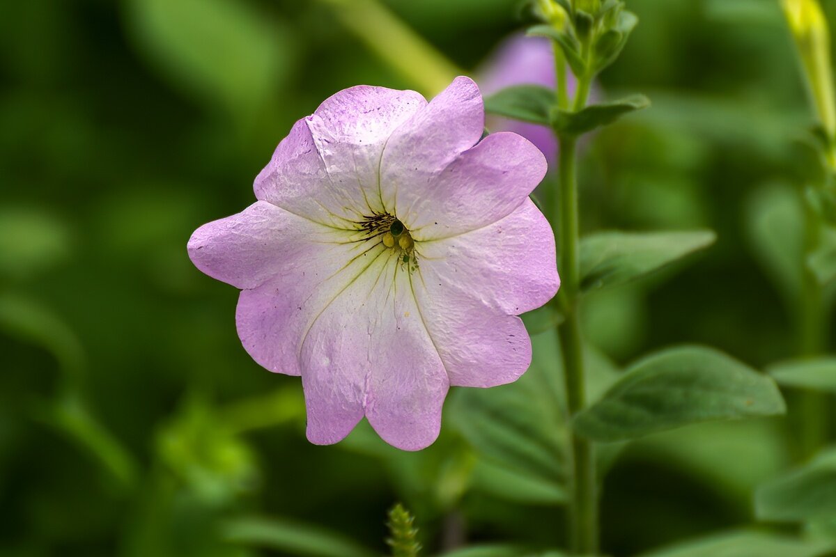 Петуния - Игорь Сикорский Петуния - Игорь Сикорский