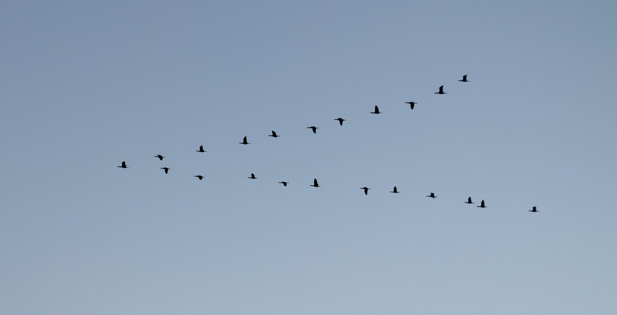 Застёжка. - Alexey_Ph5624 