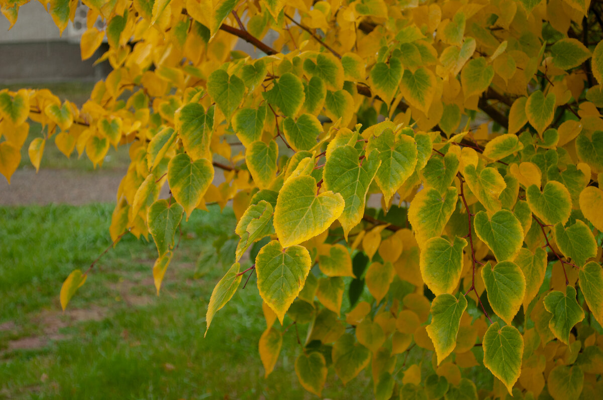 Краски осени. - Alexey_Ph5624 