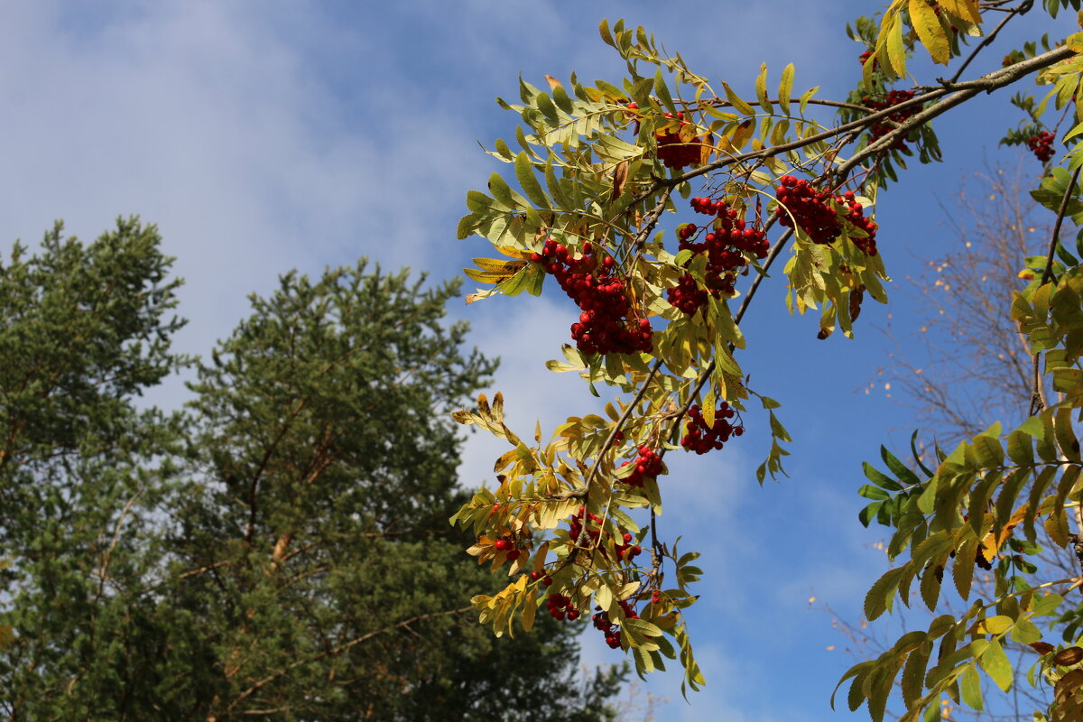 Тонкая рябина - Ольга Тонкая рябина - Ольга