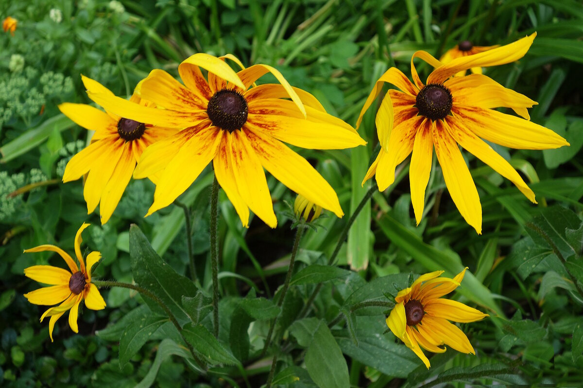 Рудбекия - Рита Симонова