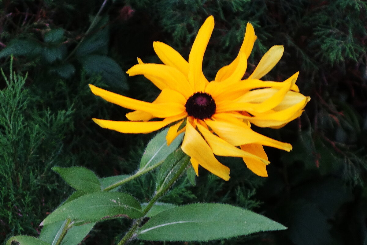 Рудбекия - Рита Симонова