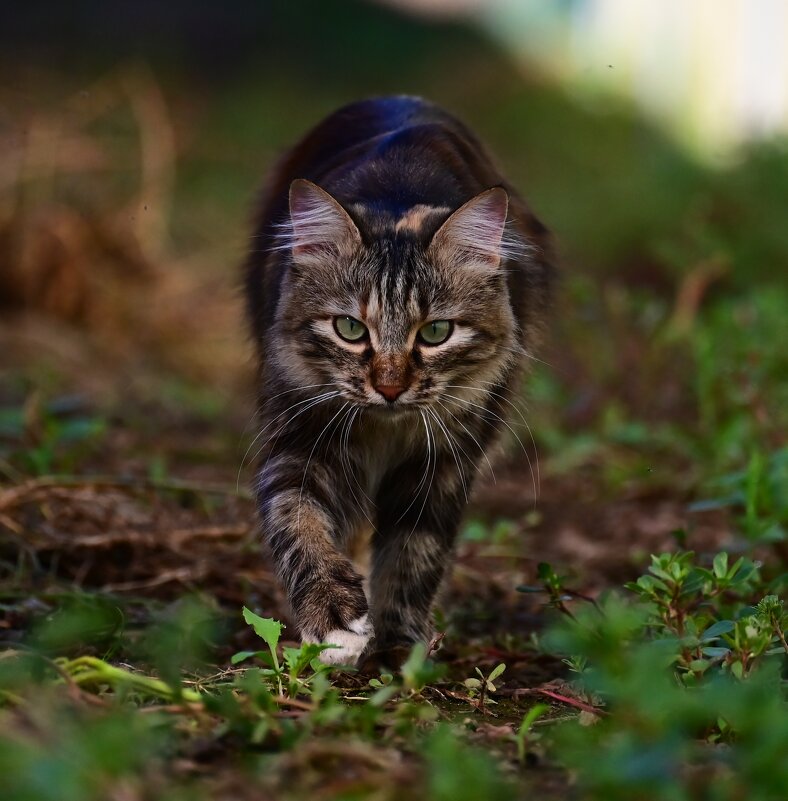 Кассандра - Светлана 