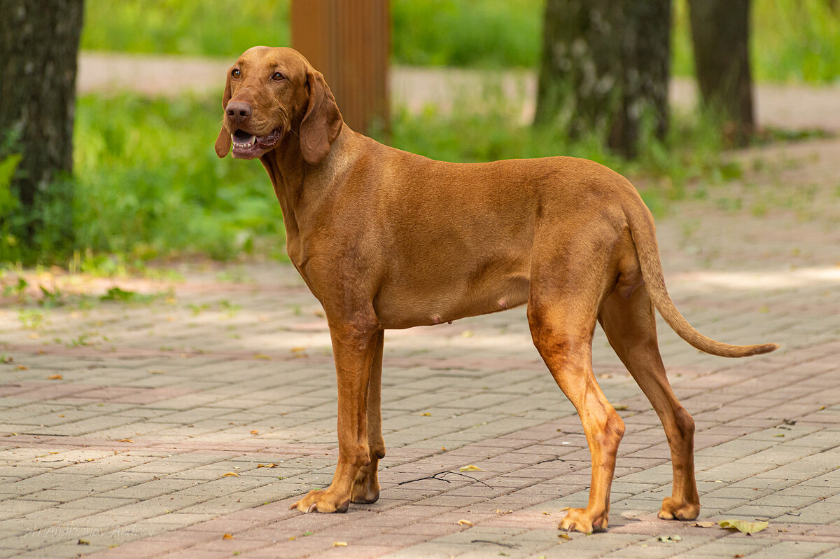 Красавица венгерская выжла. - Андрей Андрианов