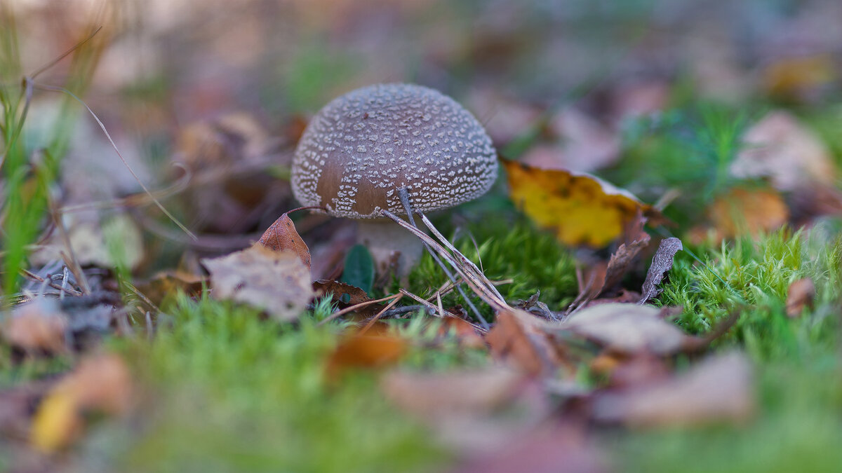 Мухомор - Владимир Кириченко  wlad113