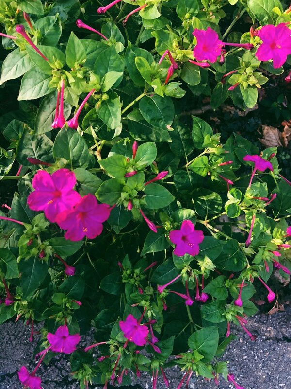 Мирабились - Светлана Мишенёва