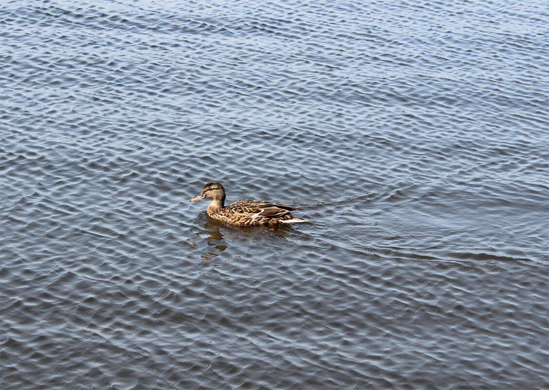 *** - Любовь ***