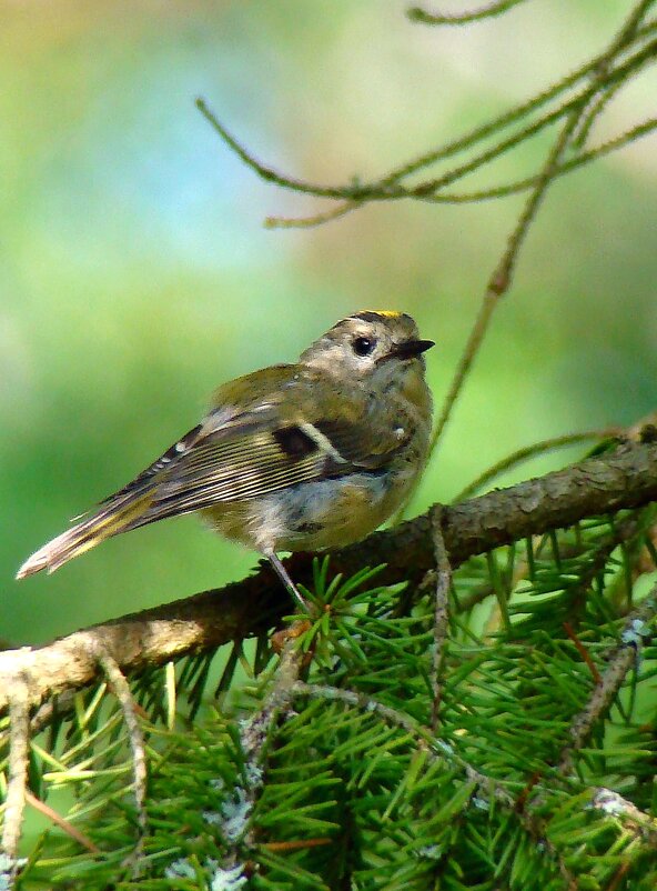 желтоголовый королёк - gawrilа - dan желтоголовый королёк - gawrilа - dan
