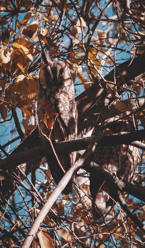 Прекрасные совушки. - Анатолий Щербак