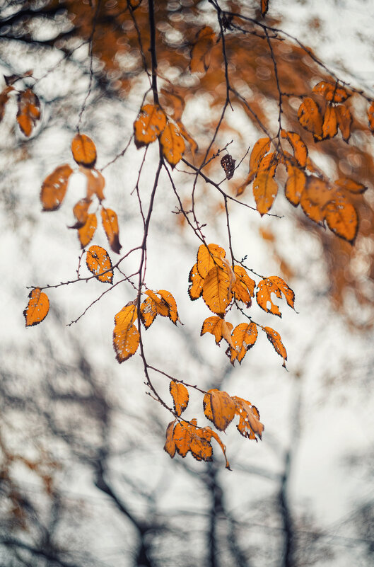 Золоченные брызги померкшей осени. - Анатолий Щербак