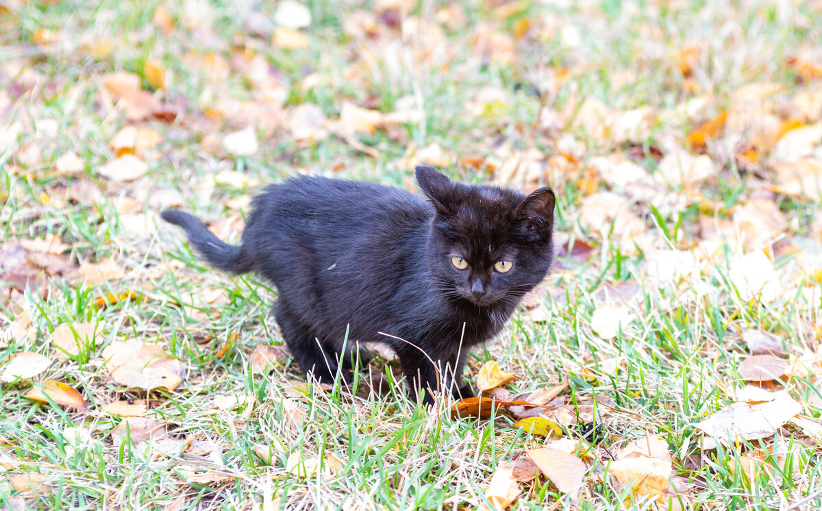 Черныш - Владимир Иванович