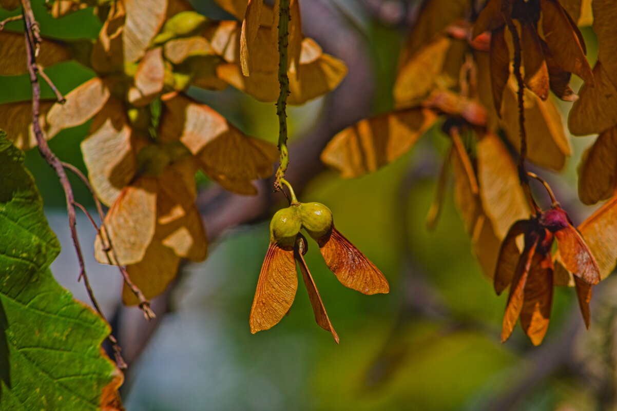 Клён ясенелистный - Giant Tao /
