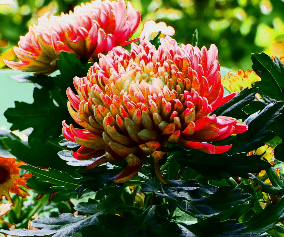 ХРИЗАНТЕМЫ (5) - Елена Куприянова 