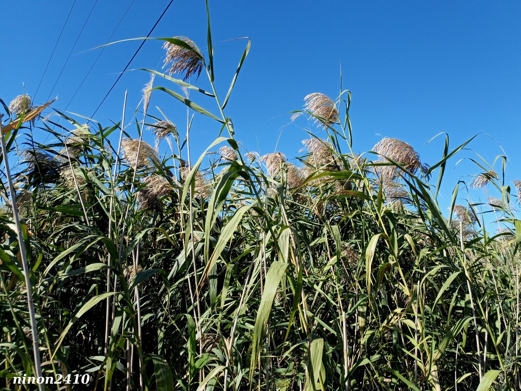 В ростовском экопарке Первая миля - Нина Бутко В ростовском экопарке Первая миля - Нина Бутко