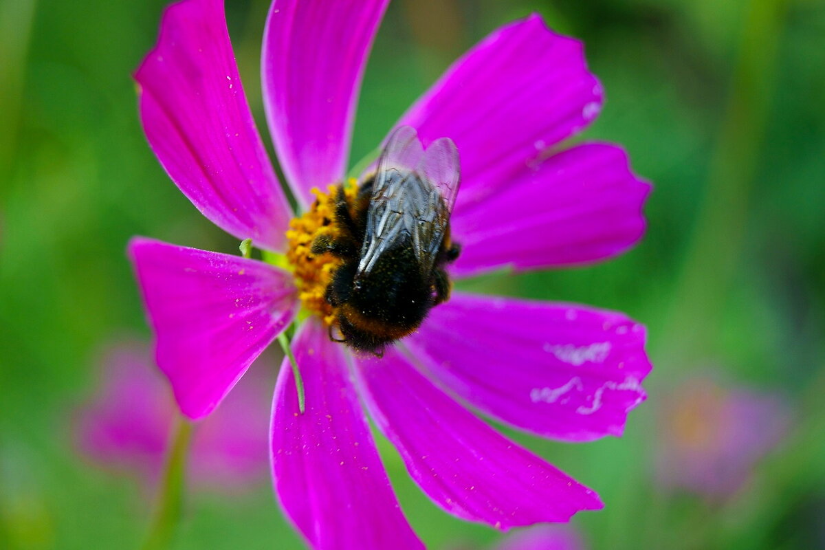 Городские цветы. Шмель... (2) - Игорь Тельцов