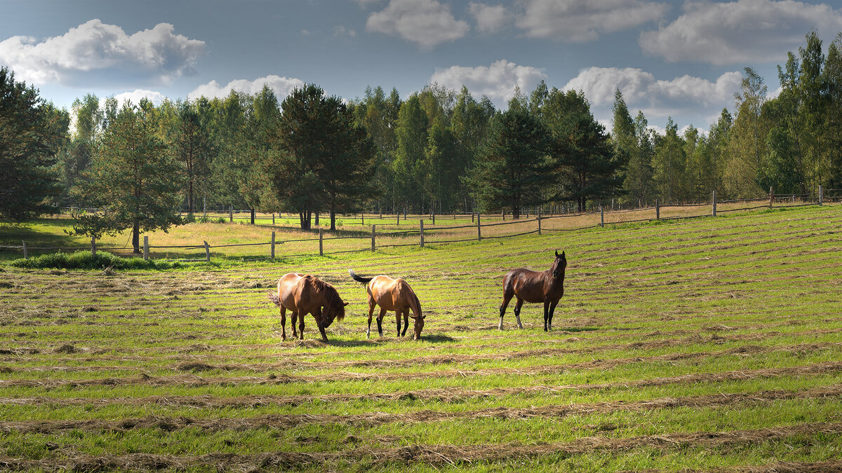 *** - Владимир Кириченко  wlad113