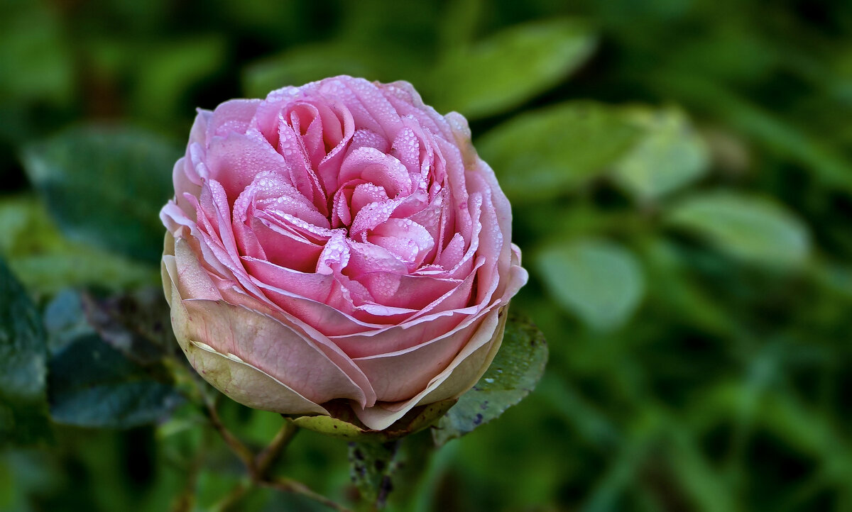 Утром в парке - Oleg S 