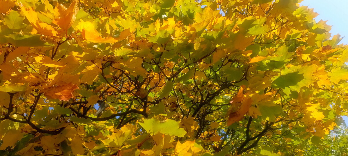 Золото осени. - Михаил Колосов 