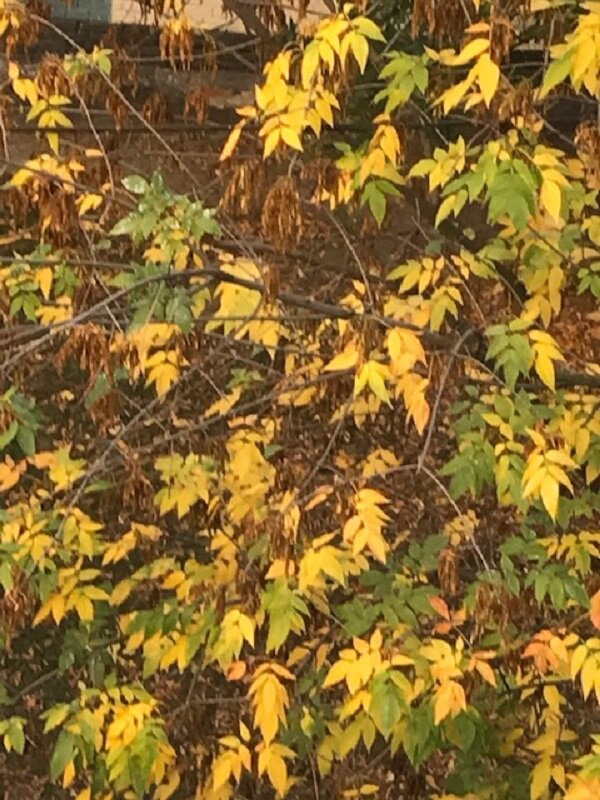 Золотые "монетки" осени - Татьяна Юрасова