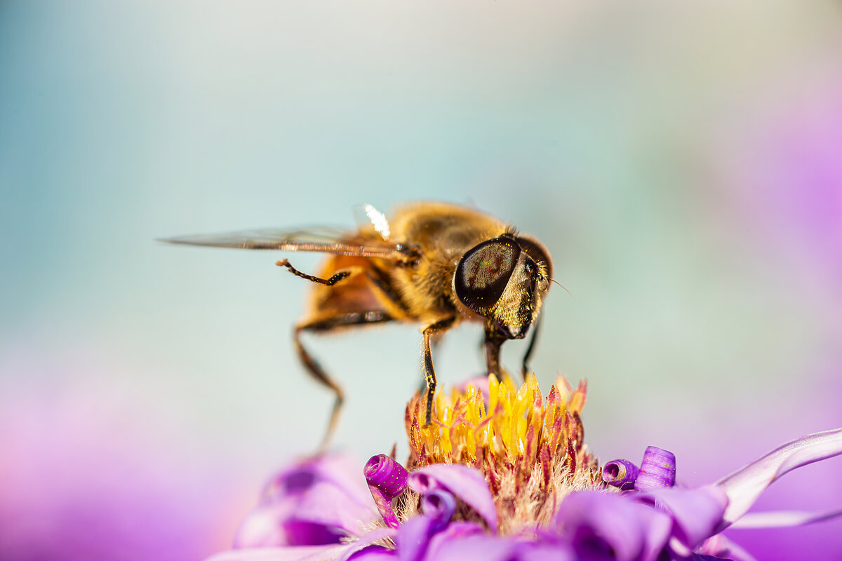 Муха - Alex Bush