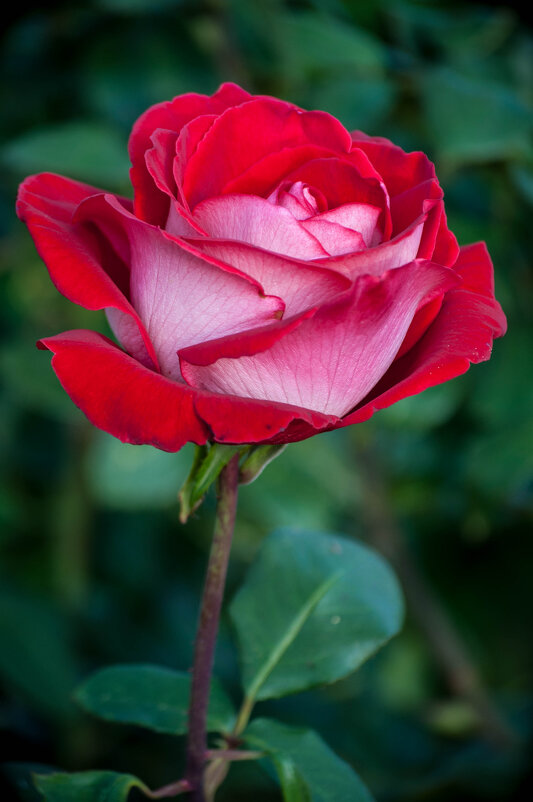 Роза - yav 110455