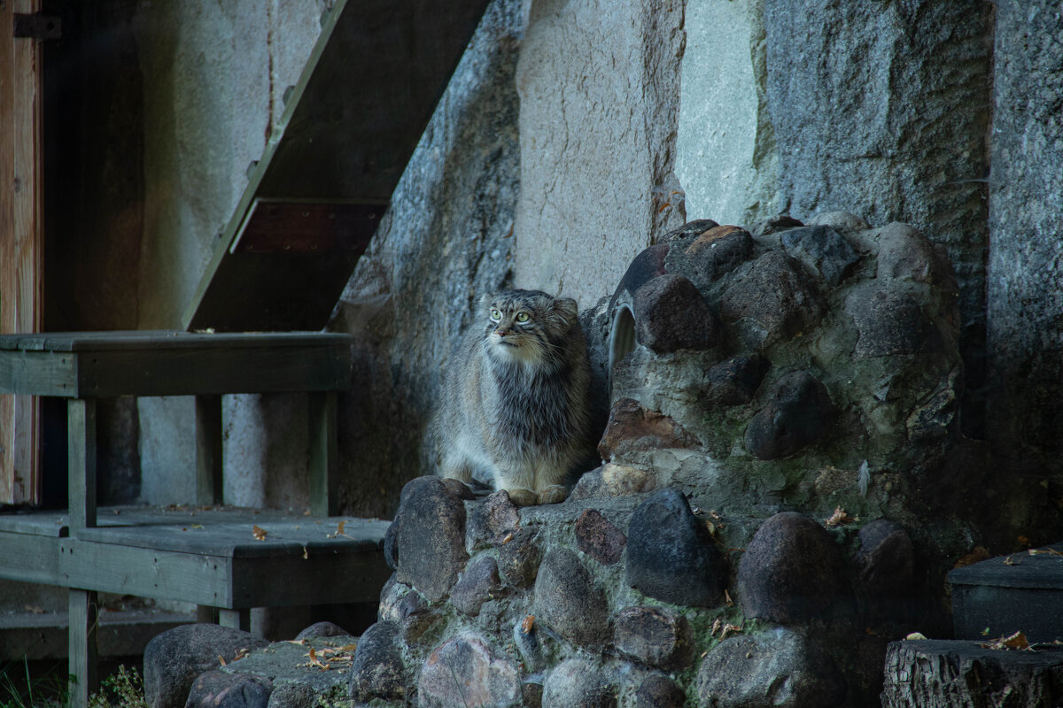 Манул Тимофей - Andrew 