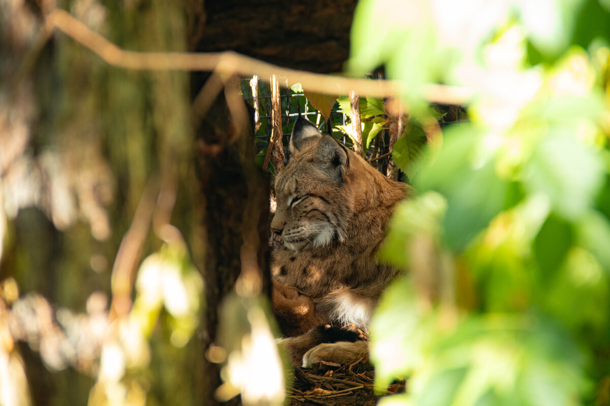 Рысь отдыхает - Andrew 