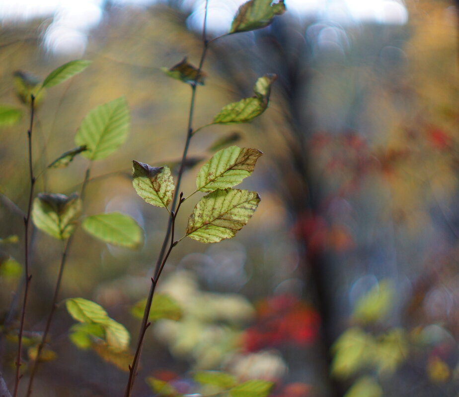 Этюд - Владилен Панченко