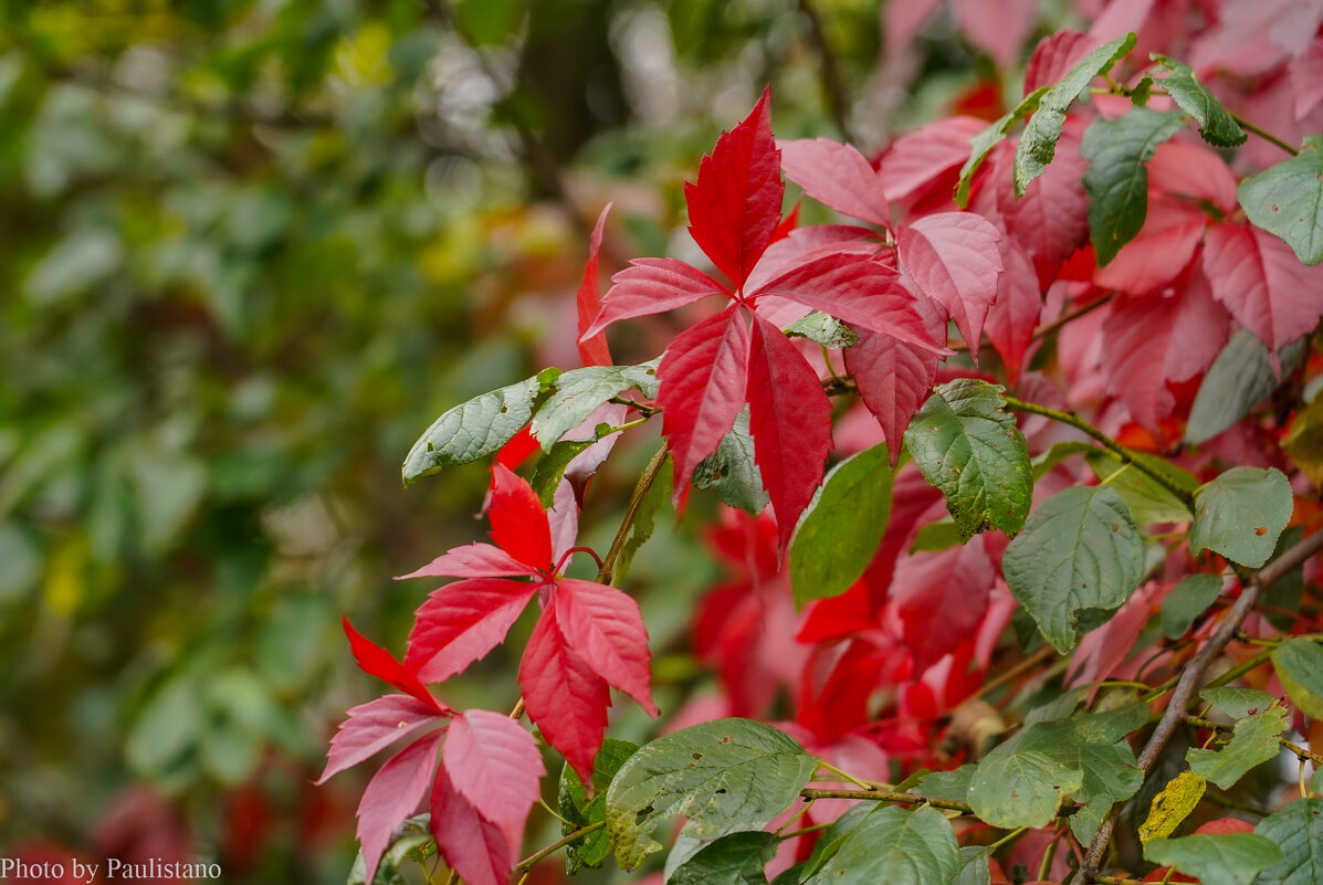 Палитра сентября... - Владимир Жданов
