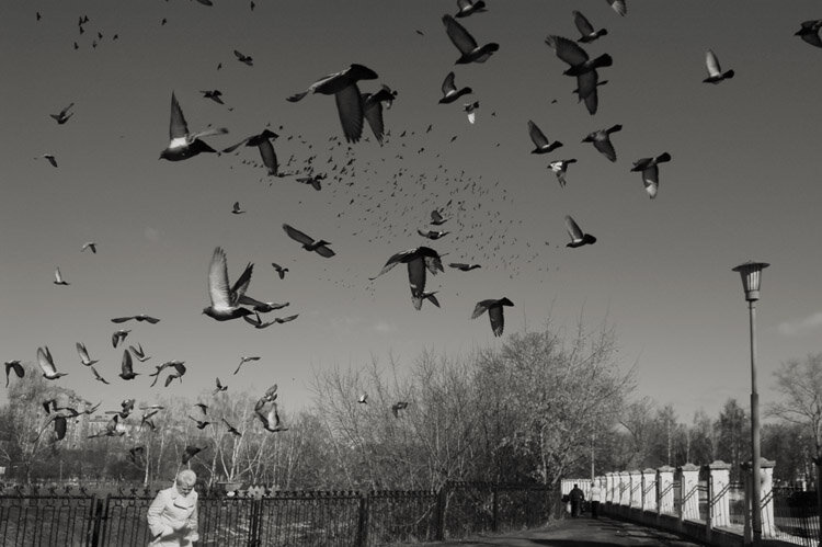 Птицы - Ирина Курмалеева