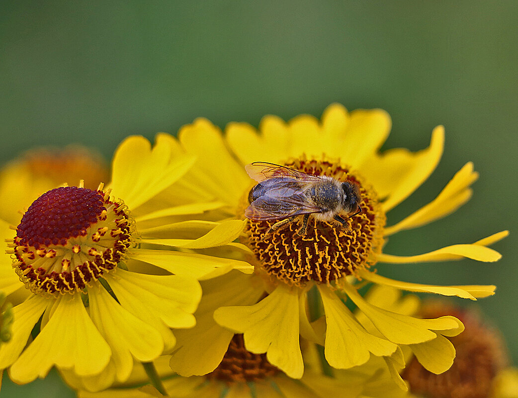Трудяга на гелениуме - Светлана 